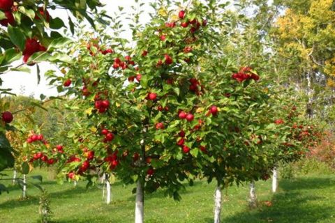 Ovocné stromky